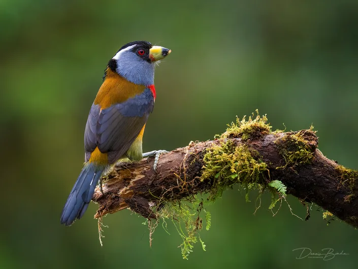 Toucan Barbet Toekanbaardvogel kijkt naar rechts