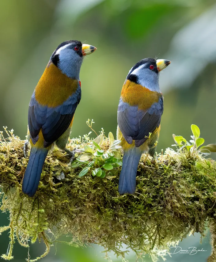 two Toucan Barbets Toekanbaardvogels naast elkaar