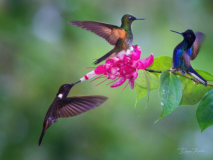 Velvet-purple Coronet - Buff-tailed Coronet - Brown Inca hummingbirds