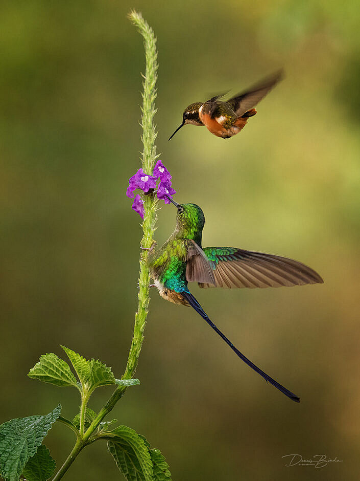 Violet-tailed Sylph and Purple-throated Woodstar hummingbirds
