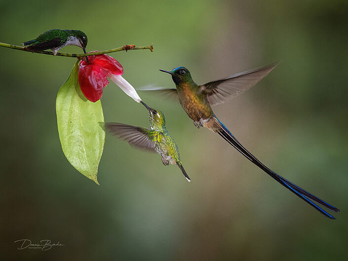 Violet-tailed Sylph Purple-bibbed Whitetip Booted Racket-tail hummingbirds