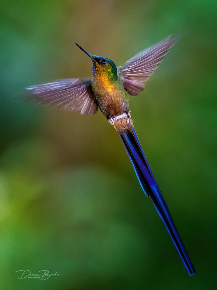 Violet-tailed Sylph hummingbird Violetstaartnimf vliegt omhoog