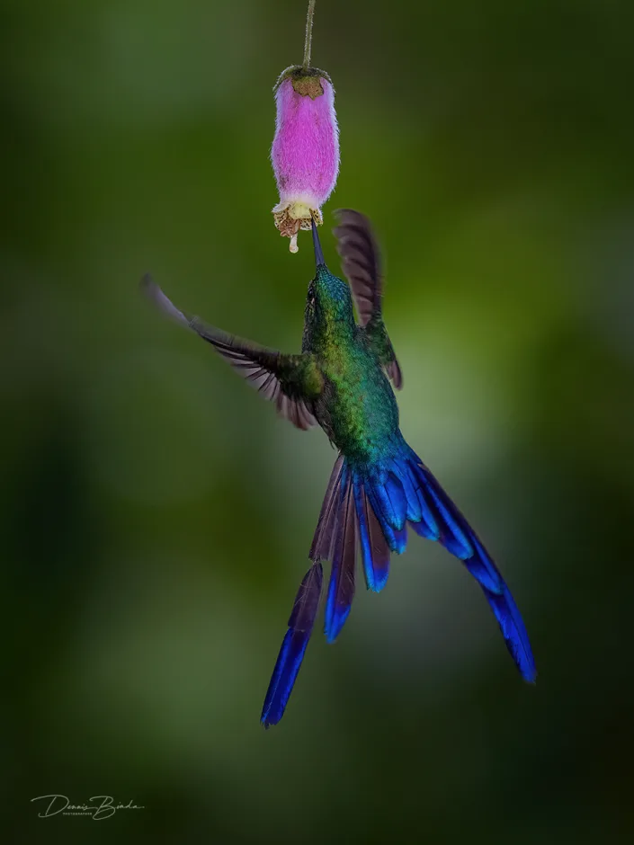 Violet-tailed Sylph hummingbird Violetstaartnimf met roze bloem