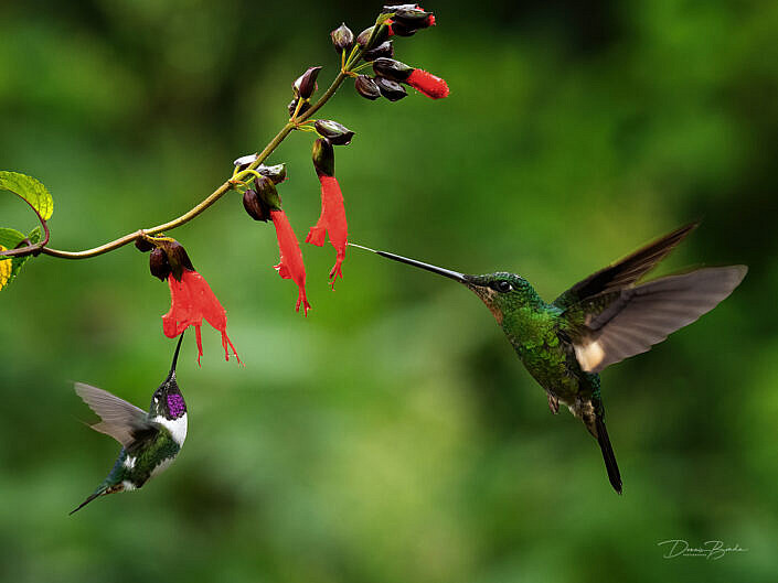 White-bellied Woodstar Buff-winged Starfrontlet hummingbirds