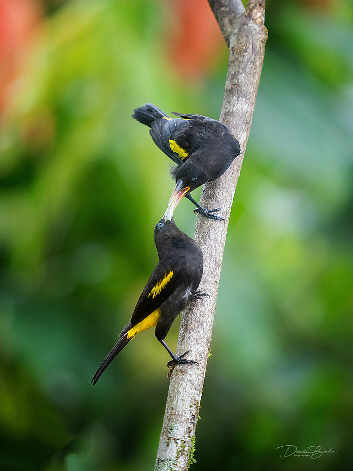 Yellow-rumped Cacique Geelstuitbuidelspreeuw voert een jonge vogel