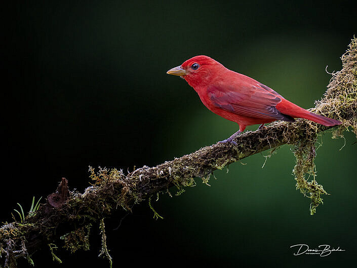 Male Summer tanager, Zomertangare on a branch