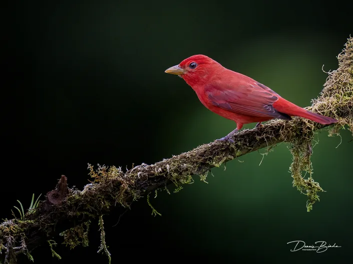 Male Summer tanager, Zomertangare on a branch
