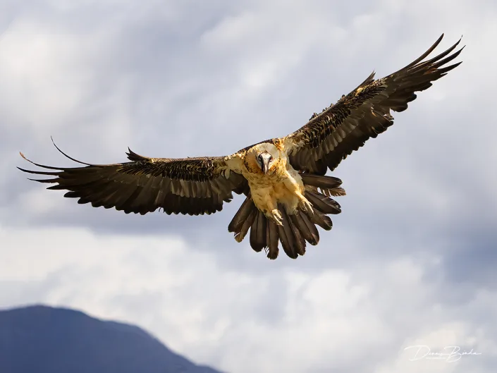 Lammergeier - Lammergier - Quebrantahuesos flying in grey sky