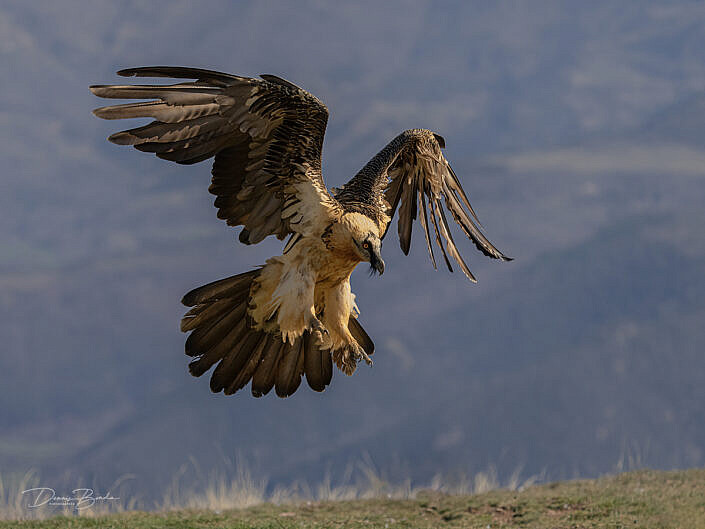 Bearded Vulture - Lammergier landing pose