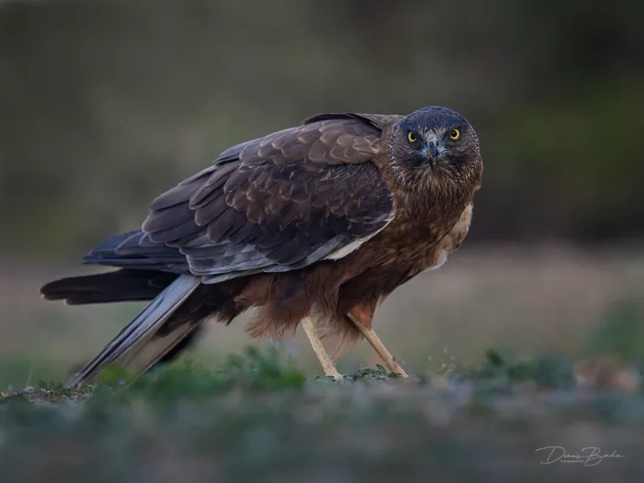Black Kite - Zwarte Wouw resting on the ground