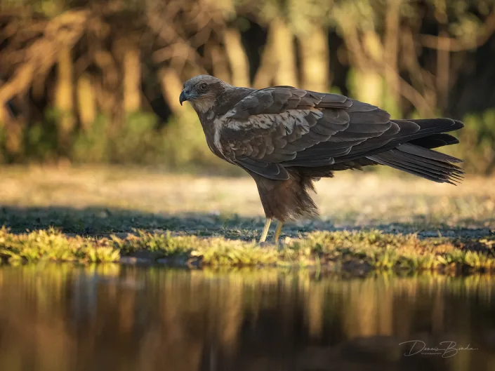 Black Kite - Zwarte Wouw sitting on the ground near water