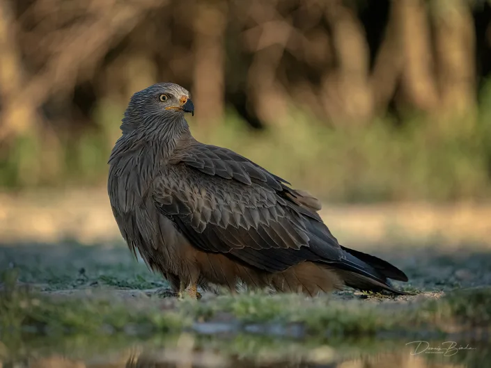 Black Kite - Zwarte Wouw - Milano negro looking over shoulder