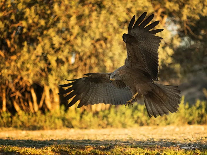 Black Kite - Zwarte Wouw landing in morning light