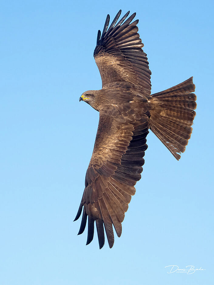 Black Kite - Zwarte Wouw - Milano Negro in blue sky