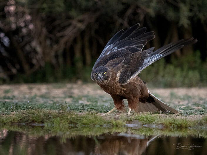 Black Kite - Zwarte Wouw with wings up
