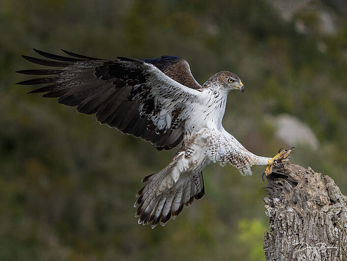 Bonelli’s eagle - Havikarend landing on tree stomp