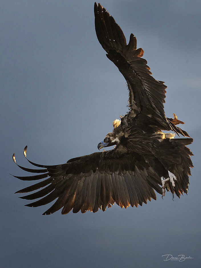 Cinereous Vulture - Monniksgier - Buitre Negro in flight