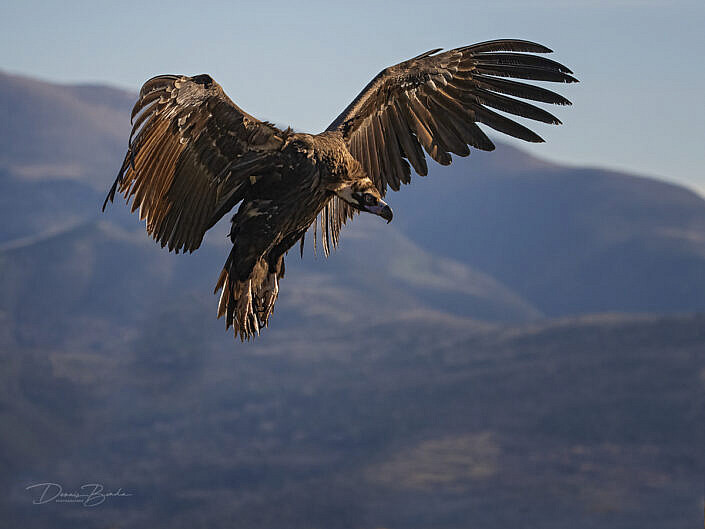 Cinereous Vulture - Monniksgier - Buitre Negro landing in the mountains