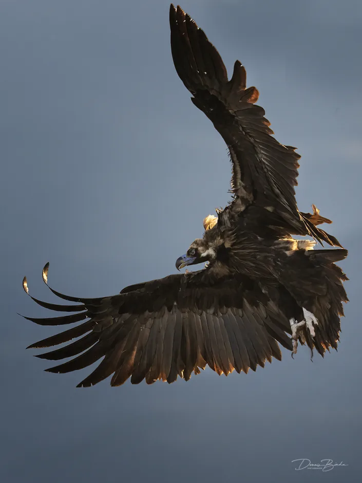 Cinereous Vulture - Monniksgier in flight