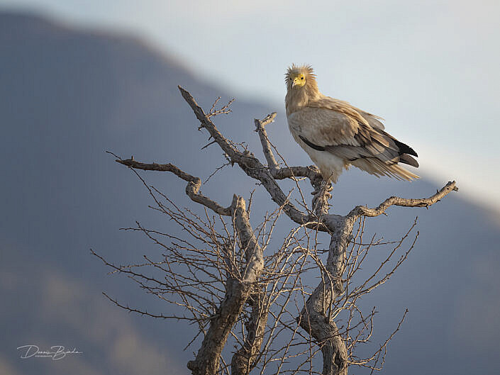 Egyptian Vulture-Aasgier-Alimoche Común on a branch