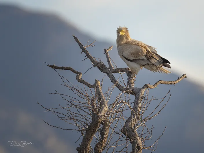 Egyptian Vulture Aasgier sitting on a branch