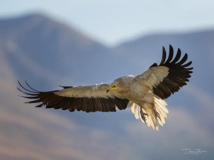 Egyptian Vulture-Aasgier landing pose