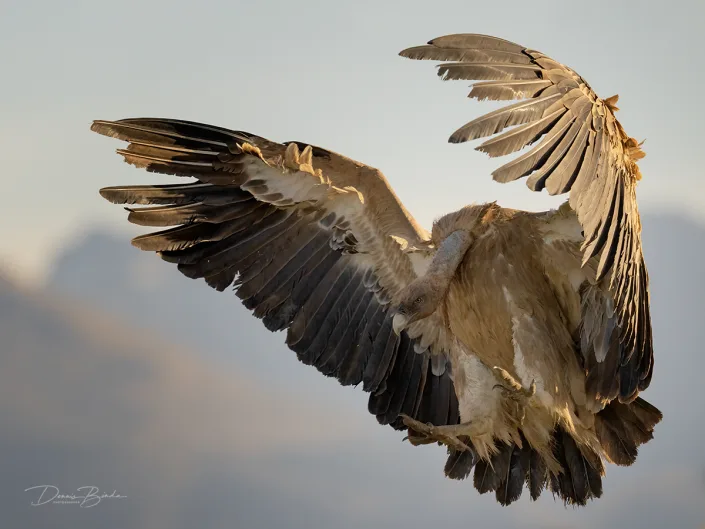 Eurasian Griffon-Vale Gier landing pose