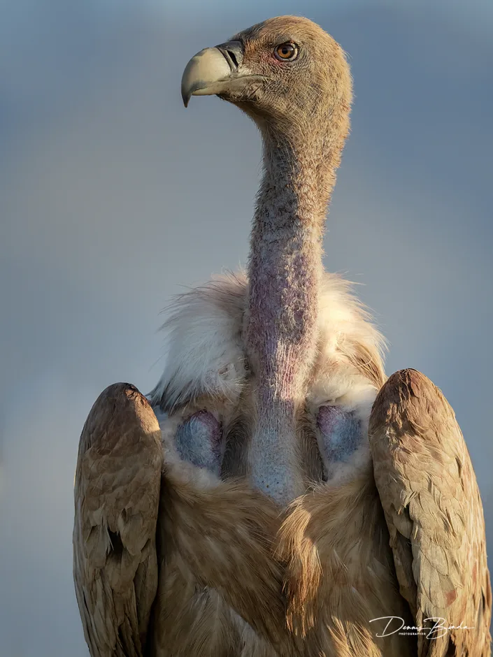 Eurasian Griffon-Vale Gier portrait