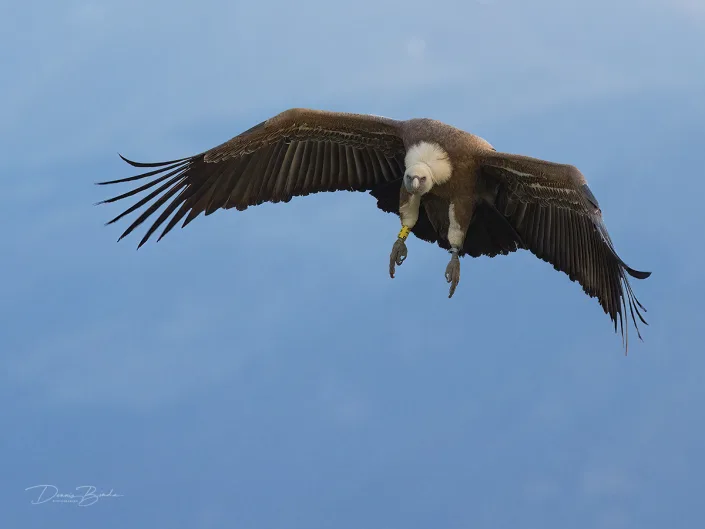 Eurasian Griffon - Vale Gier - Buitre Leonado landing pose