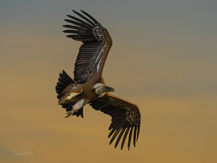 Eurasian Griffon - Vale Gier flying in morning light
