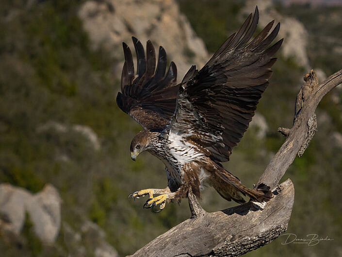 havikarend-bonelli’s eagle-aguila perdicera-jumping on branch