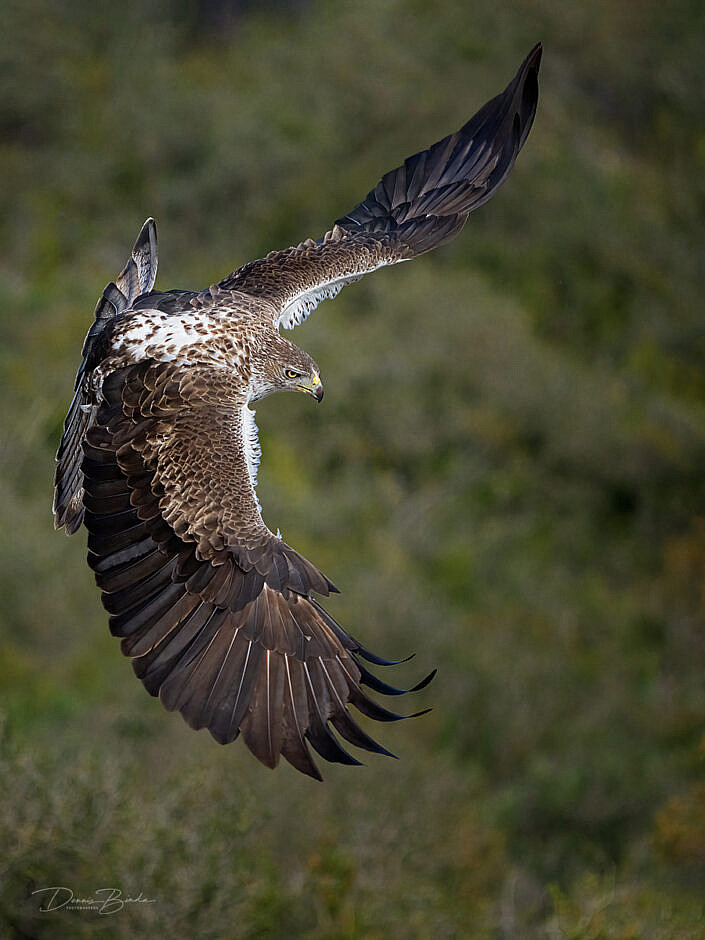 Bonelli’s eagle - Havikarend - Águila perdicera flying over woods