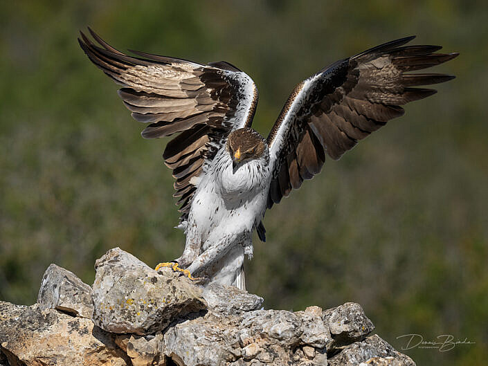 Bonelli’s eagle - Havikarend - Águila perdicera landing on rocks