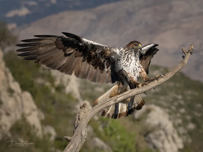 havikarend-bonelli’s eagle-aguila perdicera-flying to a branch