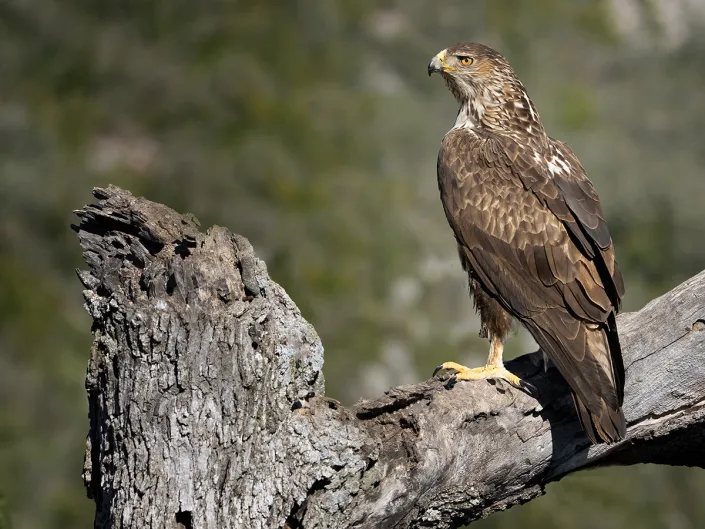 havikarend-bonelli’s-eagle-sitting-on-branch