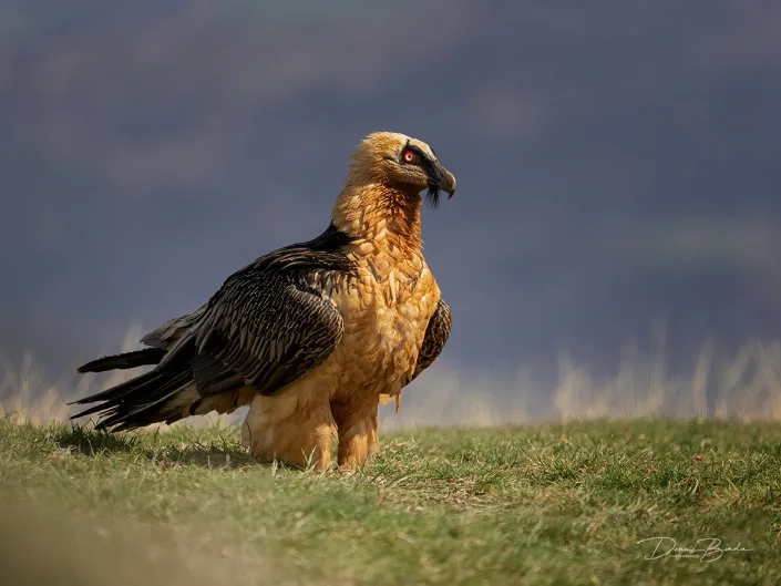 Lammergeier - Lammergier lstanding on the grass