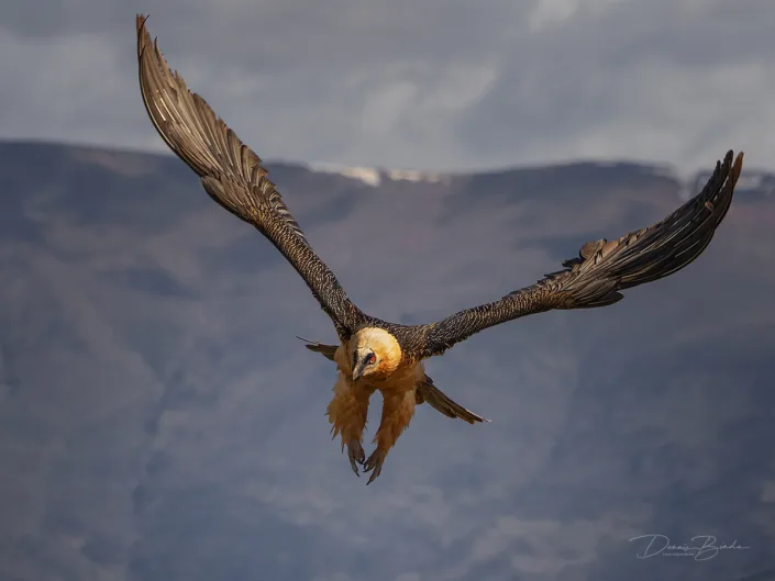 Lammergeier - Lammergier - Quebrantahuesos flying over mountain