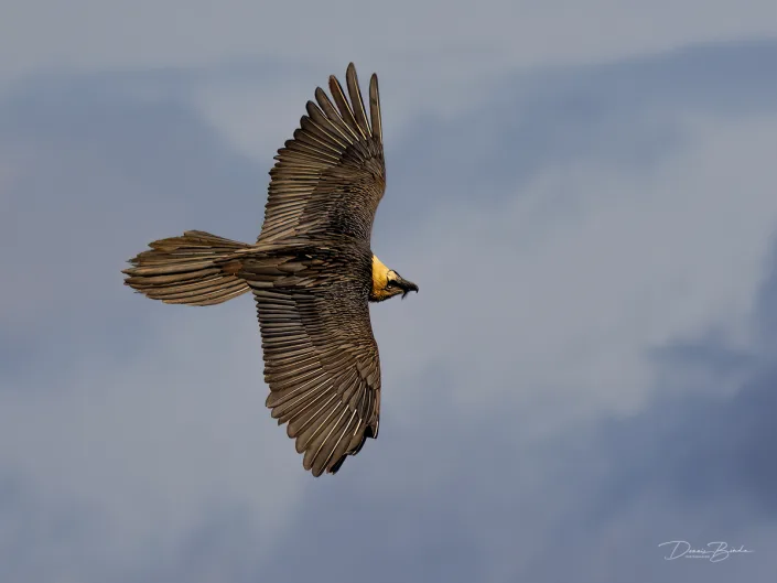 Lammergeier - Lammergier flying to the right