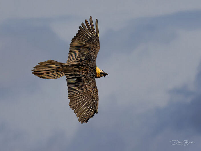 Lammergeier - Lammergier - Quebrantahuesos flying to the right