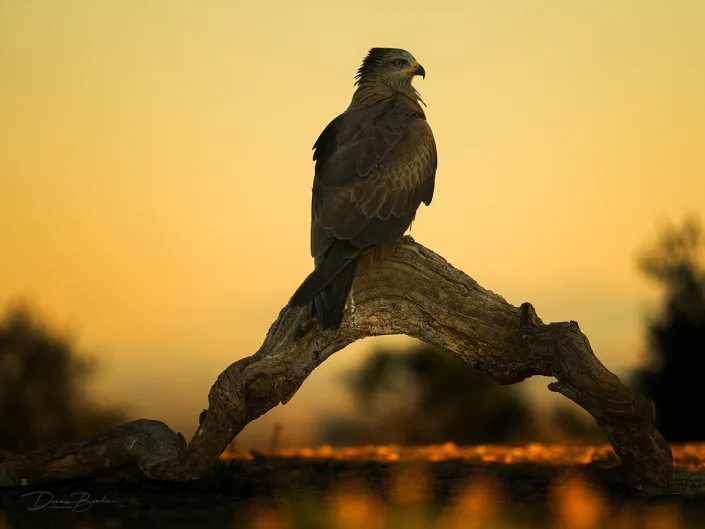 milvus migrans - milan noir - milano negro in morning light