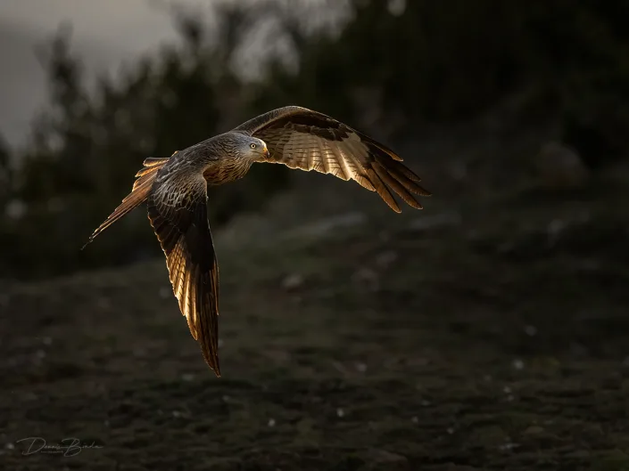 Red Kite - Rode Wouw flying in morning light