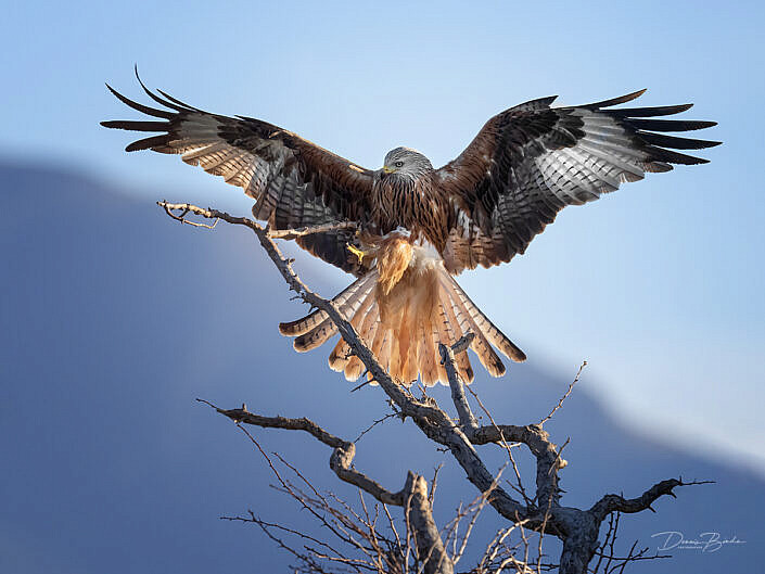Red Kite - Rode Wouw landing in bare tree