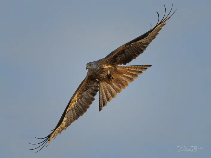 Red Kite - Rode Wouw - Milano Real in the sky