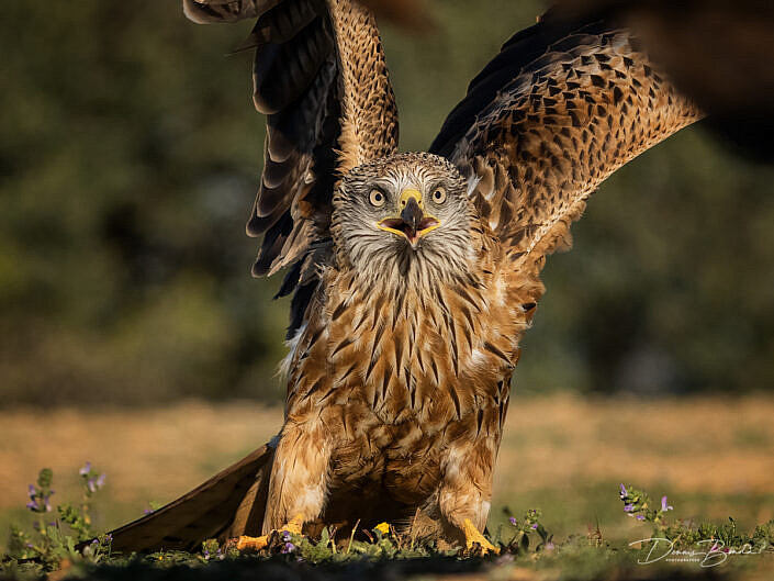 Red Kite Rode Wouw jumping off the ground