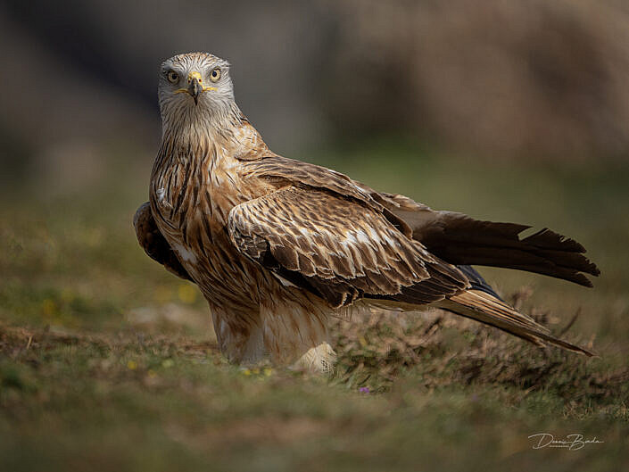 Red Kite - Rode Wouw sittingon the ground