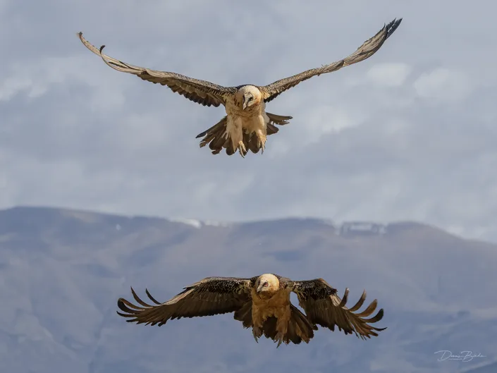 Two Bearded vulture - Lammergier flying over hills