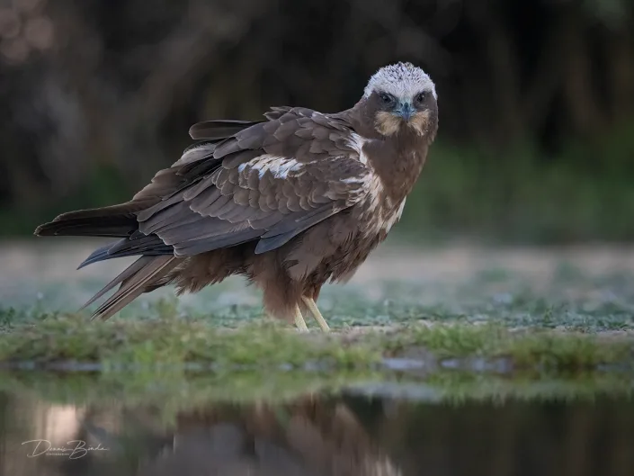 Western Marsh-Harrier - Bruine Kiekendief looking at you