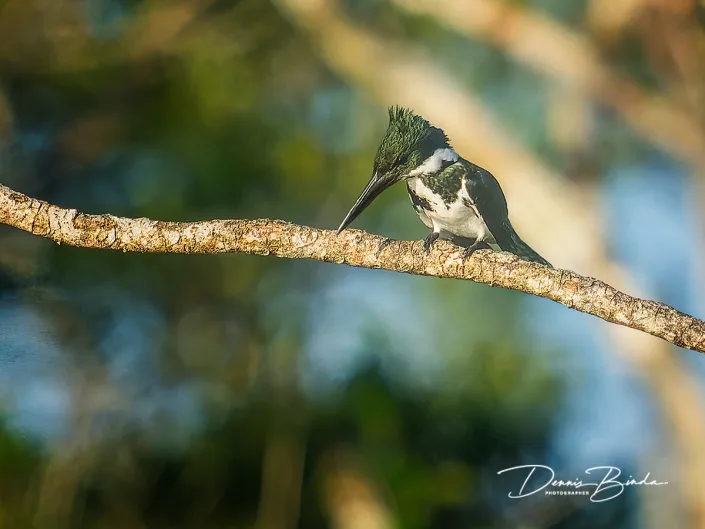 Amazon kingfisher - Amazoneijsvogel