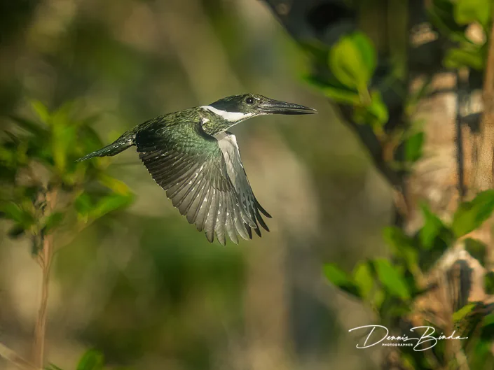 Amazon kingfisher - Amazoneijsvogel