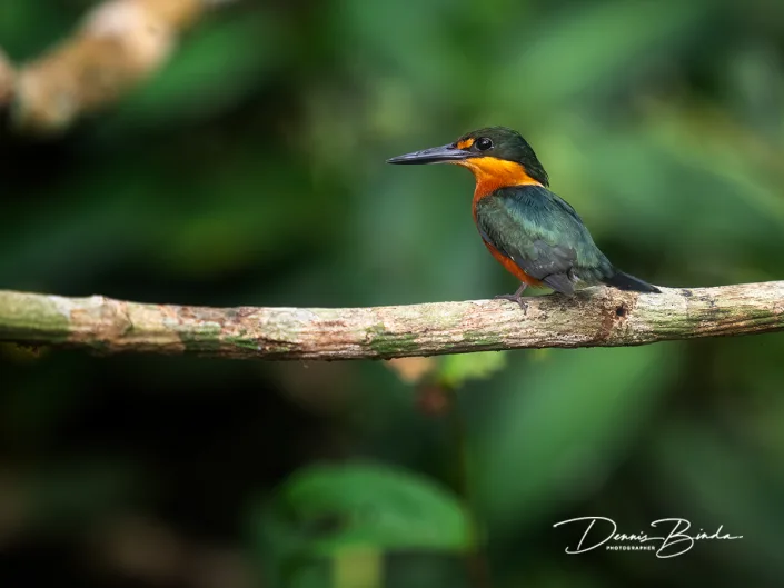 American pygmy kingfisher - Groene dwergijsvogel